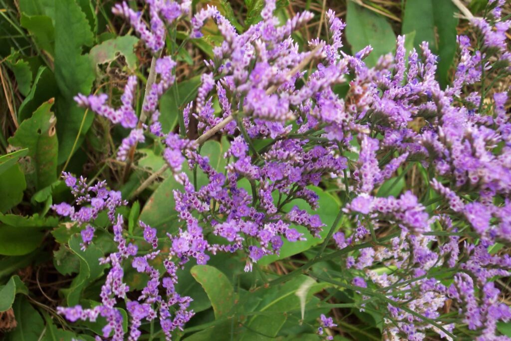 La saladelle, la fleur des gardians de Camargue