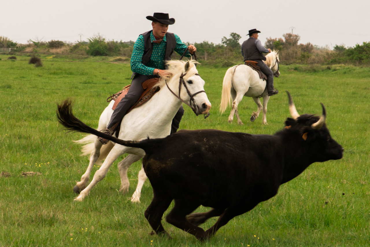 Gardian et taureaux Camargue