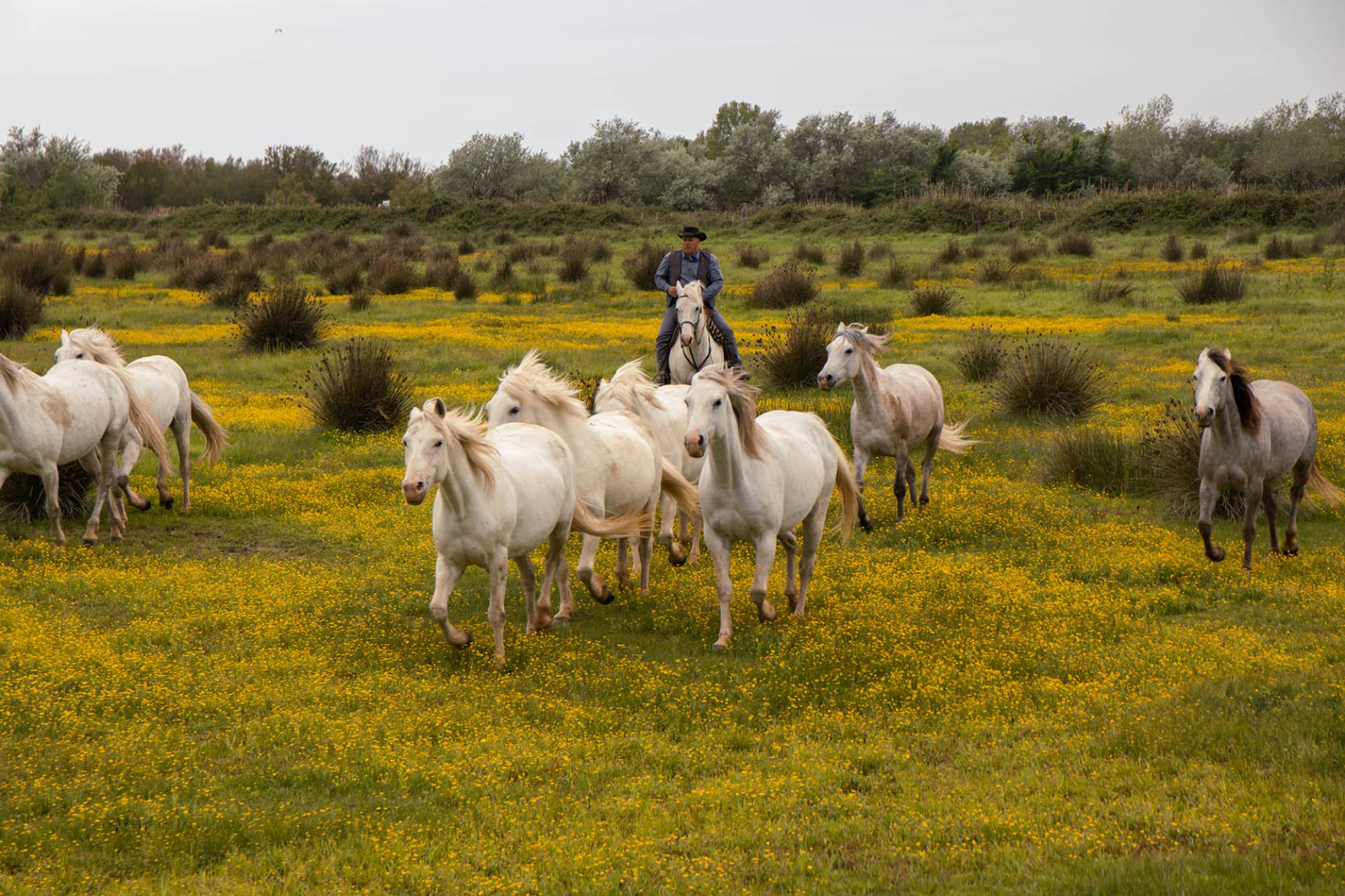 Photo cheval camargue